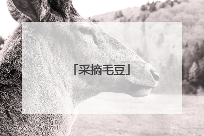 采摘毛豆